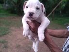 American Bully Puppies