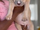 American Bully Puppies