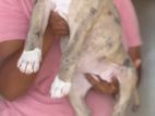 American Bully Puppies