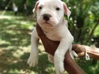 American Bully Puppies