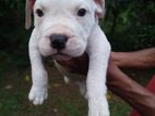 American bully puppies