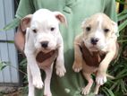 American Bully Puppies