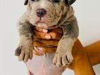 American Bully Puppies