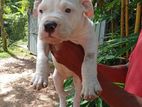 American bully puppies