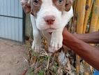 American Bully Puppies