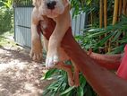 American Bully Puppies