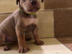 American Bully puppies