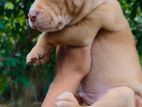 American Bully Puppies