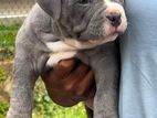 American Bully Puppies