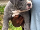 American Bully Puppies