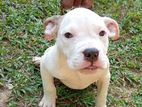 American bully puppies