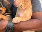 American bully Puppies