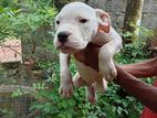 American bully puppies