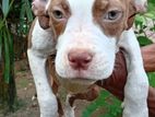 American bully puppies