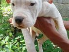 American bully puppies