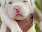 American Bully Puppies