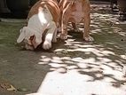 American Bully Puppies