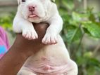 American Bully Puppies