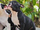American Bully Puppies