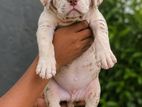 American Bully Puppies