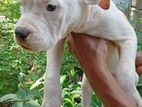 American Bully Puppies