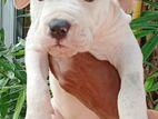 American Bully Puppy