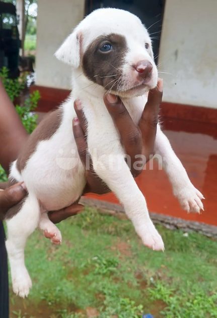 American Bully Puppies for Sale in Anuradhapura City | ikman