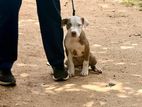 American Bully Puppies
