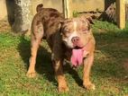 American Bully Puppies
