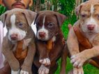 American Bully Puppies