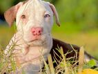 American Bully Puppies