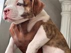 American Bully Puppies