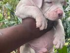 American Bully Puppies