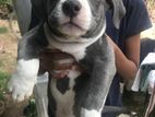 American bully puppies For Sale