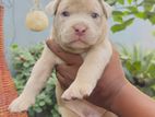 American Bully Puppies