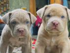 American bully puppies