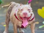 American Bully Puppies