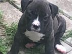 American bully puppies