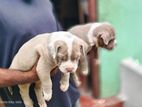 American Bully Puppies