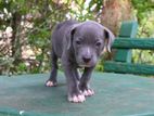 american bully Puppies