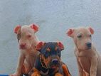 American bully puppies for sale