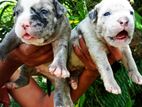 American Bully Puppies