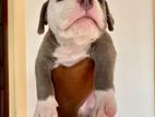 American Bully Puppies