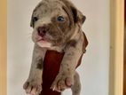 American Bully Puppies