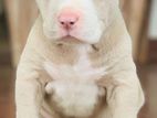 American Bully Puppies