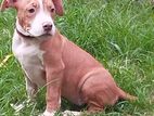 American Bully Puppies