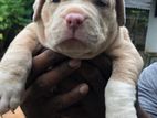 American Bully Puppies