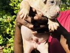 American Bully Puppies