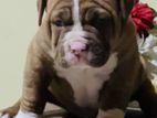 American Bully Puppies