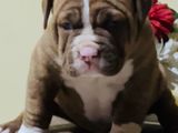 American Bully Puppies